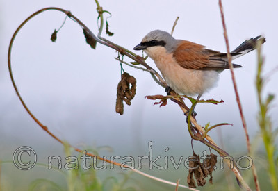 BB 07 0081 / Lanius collurio / Tornskate